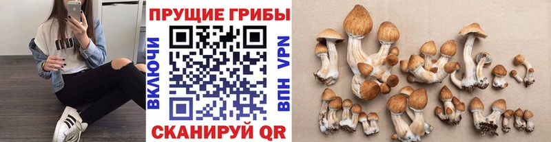 где можно купить наркотик Нолинск Псилоцибиновые грибы Psilocybe